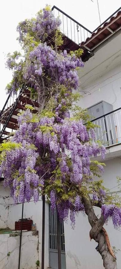 Vacation House Dionysia Villa Egio Exterior foto